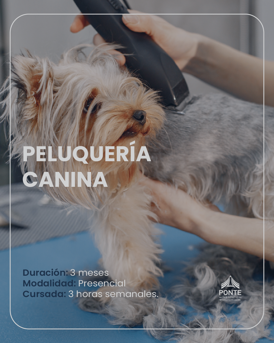 Peluquería Canina (3 meses)